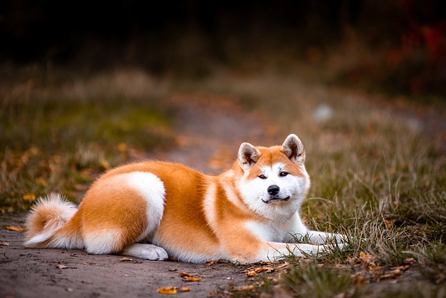 typická akita inu